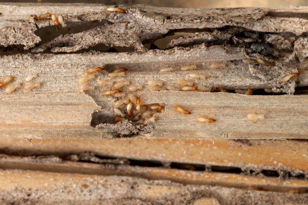 Best Wildlife Control Services  in Wisr, NE
